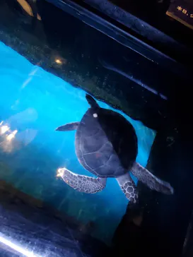 すみだ水族館に投稿された画像（2021/8/14）