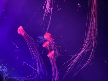 すみだ水族館に投稿された画像（2021/8/14）