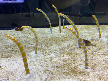 すみだ水族館に投稿された画像（2021/8/14）