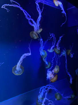 すみだ水族館に投稿された画像（2021/8/14）