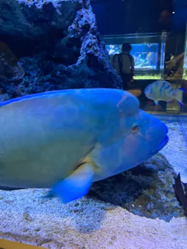 すみだ水族館に投稿された画像（2021/8/14）