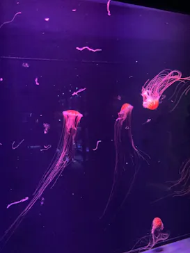 すみだ水族館に投稿された画像（2021/8/14）