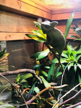 体感型動物園iZooに投稿された画像（2021/8/14）