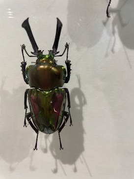 特別展「昆虫」(名古屋市科学館)に投稿された画像（2021/8/14）