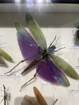 特別展「昆虫」(名古屋市科学館)に投稿された画像（2021/8/14）