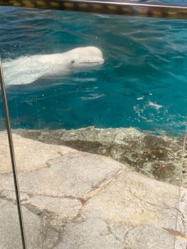 名古屋港水族館に投稿された画像（2021/8/14）