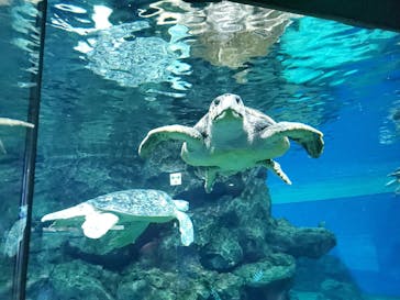 名古屋港水族館に投稿された画像（2021/8/14）