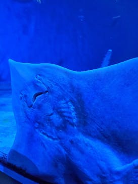 名古屋港水族館に投稿された画像（2021/8/14）