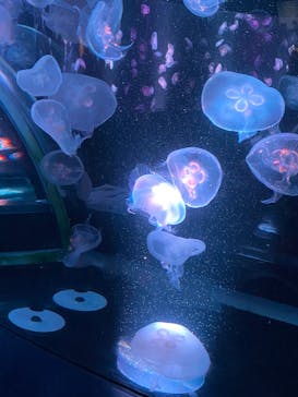 京都水族館に投稿された画像（2021/8/14）