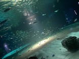 サンシャイン水族館に投稿された画像（2021/8/14）