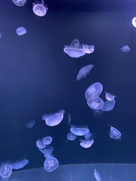 サンシャイン水族館に投稿された画像（2021/8/14）