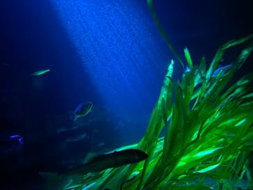 サンシャイン水族館に投稿された画像（2021/8/14）