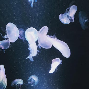 京都水族館に投稿された画像（2021/8/14）