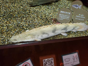 カワスイ 川崎⽔族館に投稿された画像（2021/8/14）