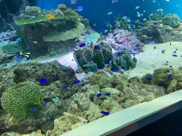 マクセル アクアパーク品川に投稿された画像（2021/8/14）