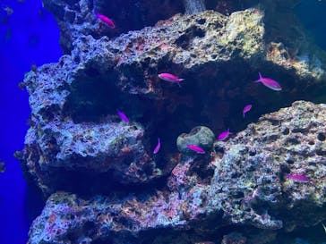 マクセル アクアパーク品川に投稿された画像（2021/8/14）