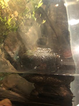 京都水族館に投稿された画像（2021/8/14）