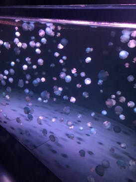 京都水族館に投稿された画像（2021/8/14）