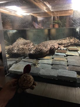 京都水族館に投稿された画像（2021/8/14）