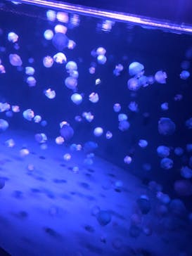 京都水族館に投稿された画像（2021/8/14）