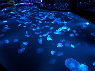 すみだ水族館に投稿された画像（2021/8/14）