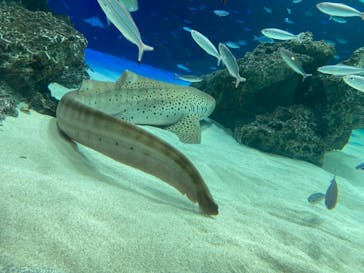 サンシャイン水族館に投稿された画像（2021/8/14）