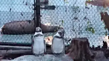 天王寺動物園に投稿された画像（2021/8/14）