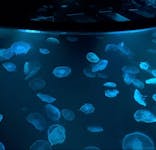 すみだ水族館に投稿された画像（2021/8/14）