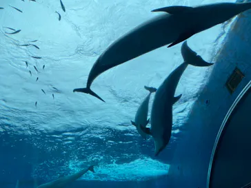 横浜・八景島シーパラダイスに投稿された画像（2021/8/14）