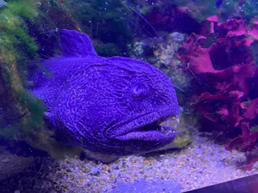 横浜・八景島シーパラダイスに投稿された画像（2021/8/14）