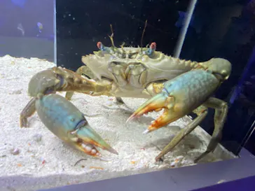 横浜・八景島シーパラダイスに投稿された画像（2021/8/14）