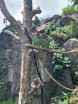 伊豆シャボテン動物公園に投稿された画像（2021/8/14）