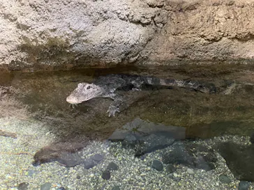 天王寺動物園に投稿された画像（2021/8/14）