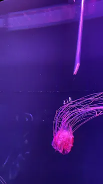 すみだ水族館に投稿された画像（2021/8/14）