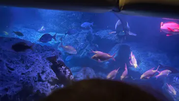 すみだ水族館に投稿された画像（2021/8/14）