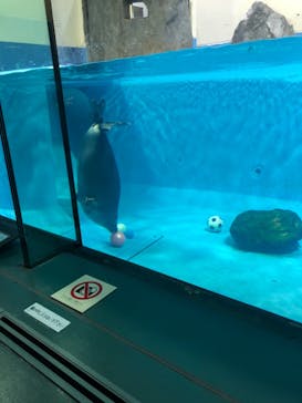 鳥羽水族館に投稿された画像（2021/8/14）