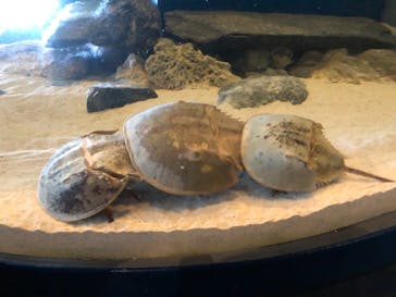 鳥羽水族館に投稿された画像（2021/8/14）