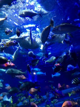 鳥羽水族館に投稿された画像（2021/8/14）