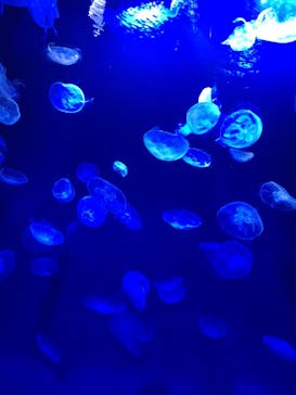 サンシャイン水族館に投稿された画像（2021/8/14）