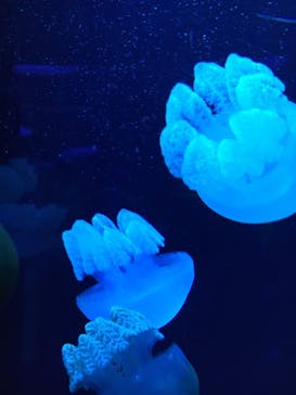 サンシャイン水族館に投稿された画像（2021/8/14）