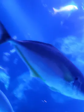 すみだ水族館に投稿された画像（2021/8/14）