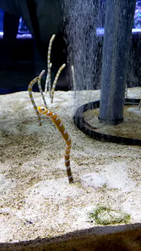 すみだ水族館に投稿された画像（2021/8/14）