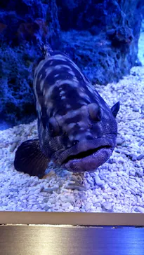すみだ水族館に投稿された画像（2021/8/14）