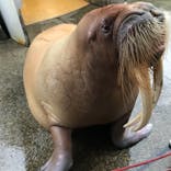 大分マリーンパレス水族館 「うみたまご」に投稿された画像（2021/8/15）