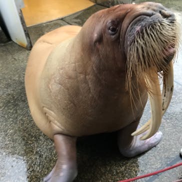 大分マリーンパレス水族館 「うみたまご」に投稿された画像（2021/8/14）