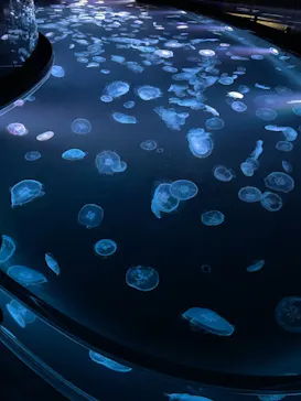 すみだ水族館に投稿された画像（2021/8/14）