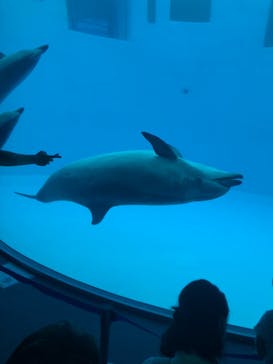 名古屋港水族館に投稿された画像（2021/8/15）