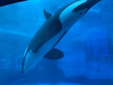 名古屋港水族館に投稿された画像（2021/8/15）