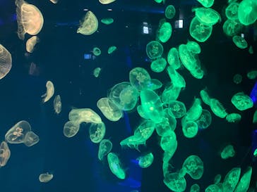 名古屋港水族館に投稿された画像（2021/8/15）