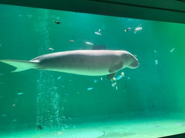 鳥羽水族館に投稿された画像（2021/8/15）